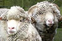 Sheep Farming Feed