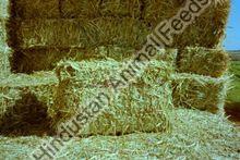 Sorghum Hay for Animal Feeding
