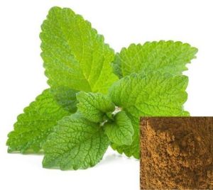 Lemon Balm Extract