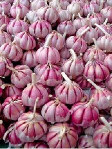 Bhima Purple Garlic