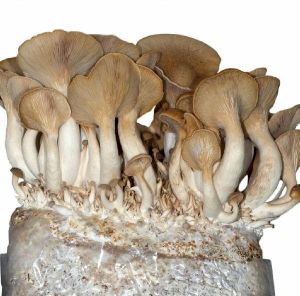 King Oyster Mushroom Spawn