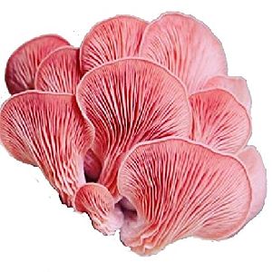 Pink Oyster Mushroom Spawn