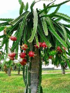 Dragon fruit