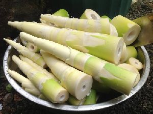 Bamboo shoot