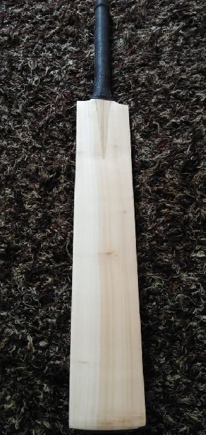 Kashmir Willow Bat