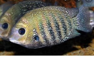 cichlid