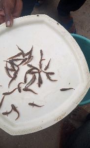Mural fish seeds