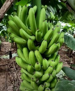 G9 fresh green Banana