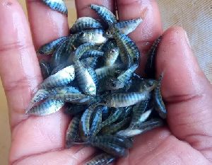 Red Tilapia Fish Seeds