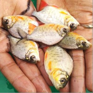 Roopchand Fish Seeds