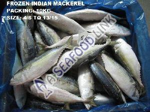 Frozen Indian Mackerel Fish