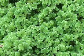 Azolla Leaves