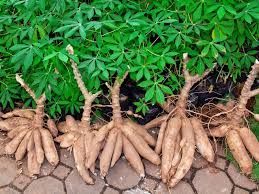 Fresh Cassava Roots