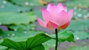 Fresh Lotus Flower