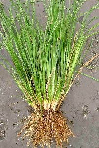 Vetiver Leaves