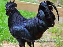 Black Kadaknath Murga