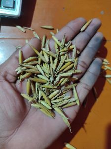 Bamboo Seeds