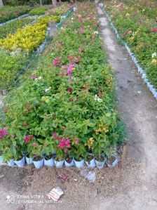 Bougainvillea Plant