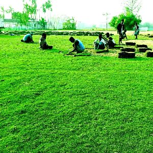 mexican carpet grass