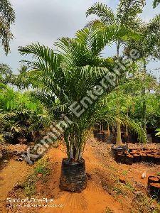 avenue plant