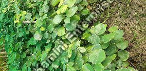 Red Sandalwood Plant