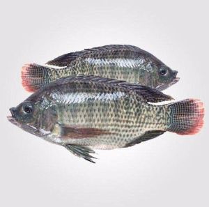 fresh tilapia fish