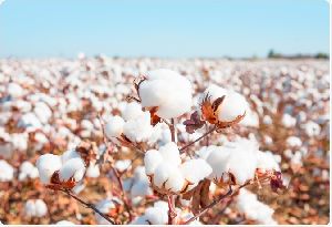 Kesar Non BT Hybrid Cotton Seeds