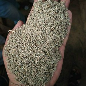 Cumin Seed