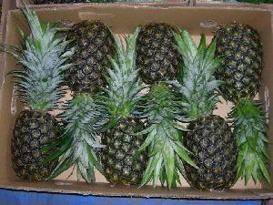 Fresh Pineapples