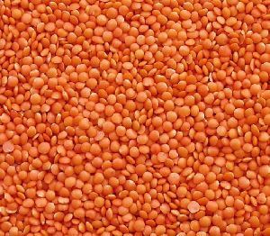 Lentil