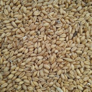 Animal Feed Wheat Seeds