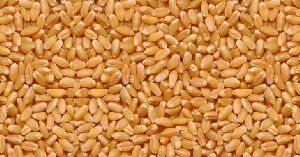 Hybrid Wheat Seeds