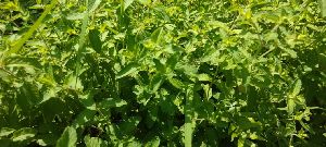 Fresh Mint Leaves