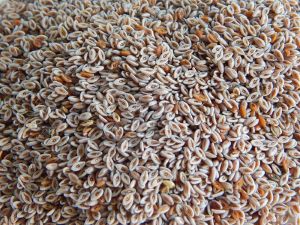 Psyllium Seed (Isabgol)