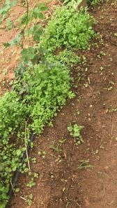 Fresh Coriander Leaves