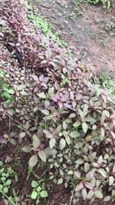 Fresh Red Amaranthus