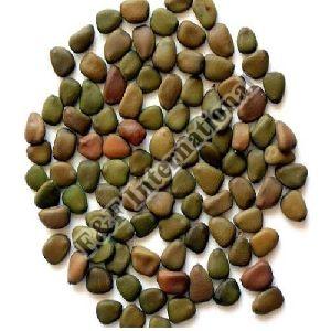 Caesalpinia Pulcherrima Seeds