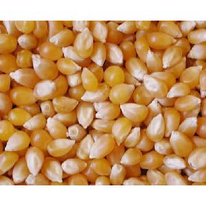 Cattle Feed Maize