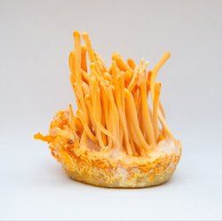 cordyceps mushroom