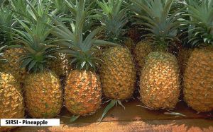 Fresh Pineapple