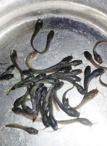 Magur Fish Seeds