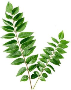 Curry Leaves