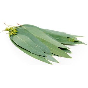 eucalyptus leaves