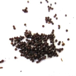 Petunia Seeds