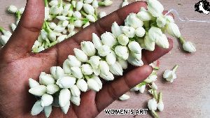 indian jasmine flower