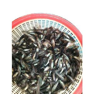 Pangasius Fish Seeds