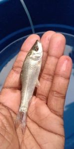 Rohu Fish Seeds