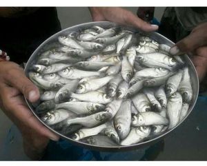 Silver Pomfret Fish Seeds