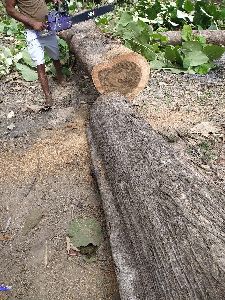 Teak wood (Around 110 trees) available