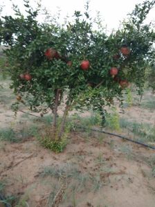 Pomegranate